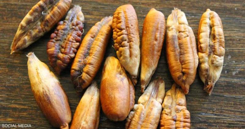 نواة البلح