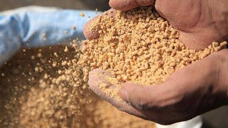 إحنا في كابوس.. اتحاد منتجي الدواجن: أسعار الأعلاف والذرة ارتفعت 35% في أسبوع واحد