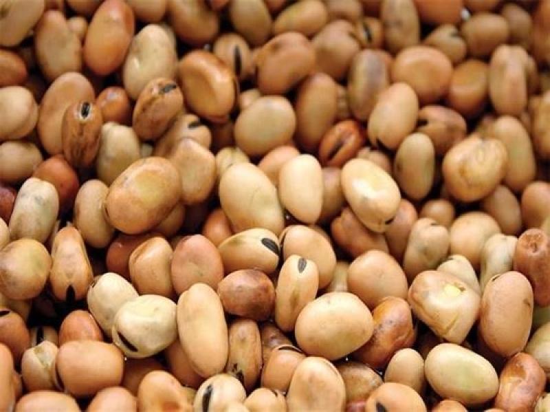 قفزة في سعر الفول اليوم الأربعاء عند التاجر.. وصلت لكام النهاردة