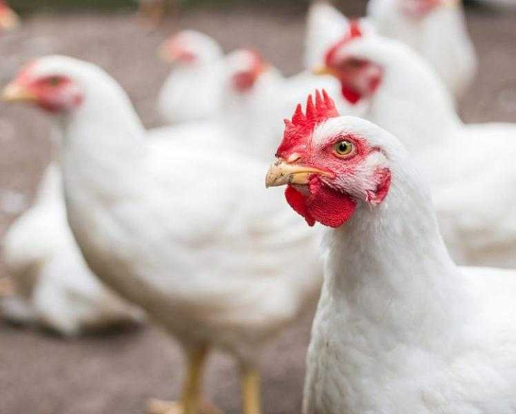 تعرف على أسعار الدواجن اليوم السبت