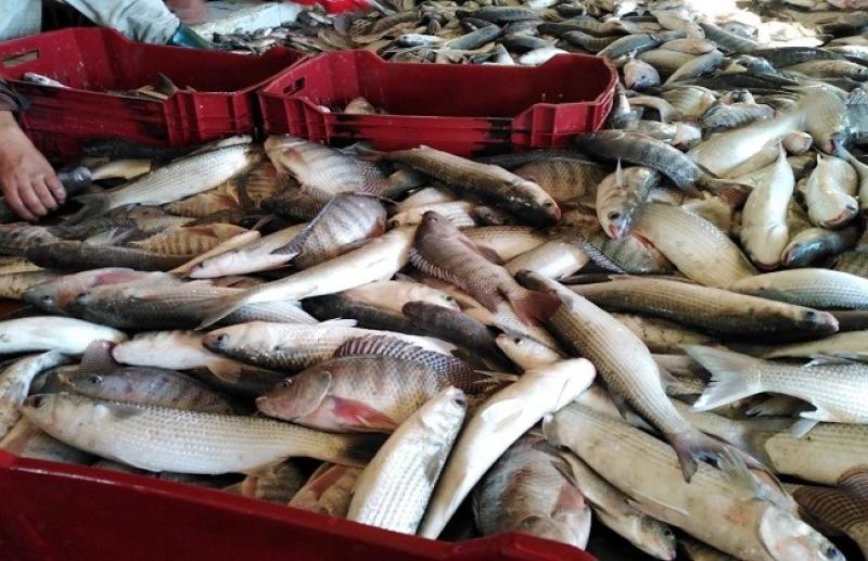 لماذا يتغير سعر السمك يوميا؟.. رد حاسم من الشعبة.. «فيديو»