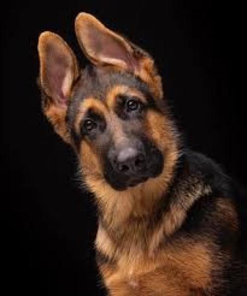 بسبب الخلاف على كلب.. شاب يقتل صديقه بالغربية