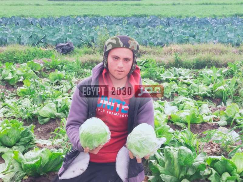 أحد عمال حصاد الكابوتشي بالبحيرة