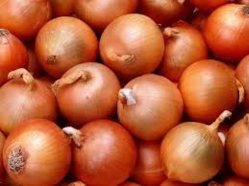 البصل 