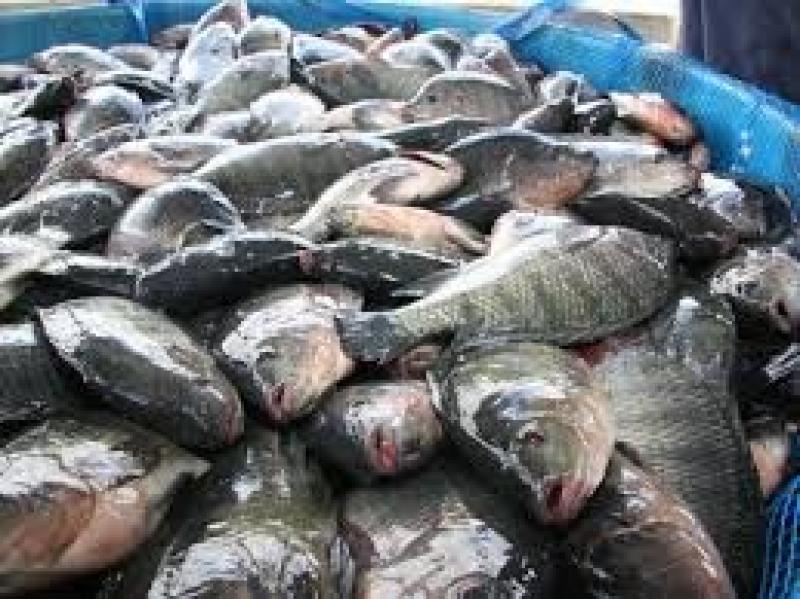 بسبب الخلاف على بيع السمك.. مصرع صياد في مشاجرة بسوهاج