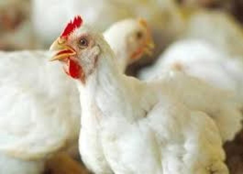 سعر الدواجن اليوم السبت 10-2-2024