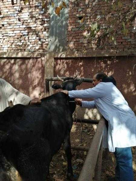 بيطري المنوفية: ضبط 400 كجم لحوم ودواجن غير صالحة للاستهلاك الآدمي