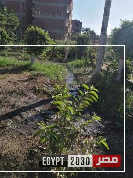 محافظ المنوفية يتابع جهود الوحدات المحلية فى تنفيذ أعمال المبادرة الرئاسية ”100 مليون شجرة”