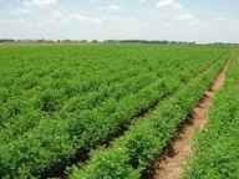 الخطوات والأوراق المطلوبة للحصول على أرض زراعية من الدولة