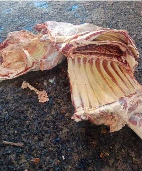 ضبط نصف طن لحوم غير صالحة للاستهلاك الآدمى خلال حملات بالمنيا