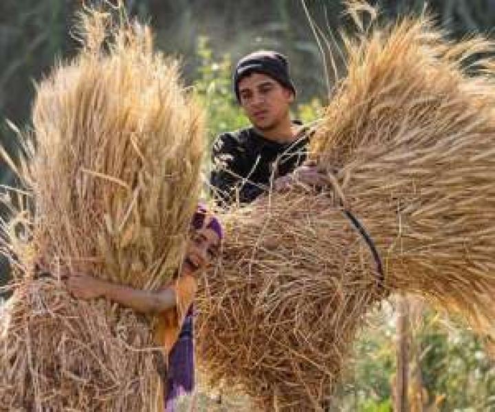 سعر توريد أردب القمح 