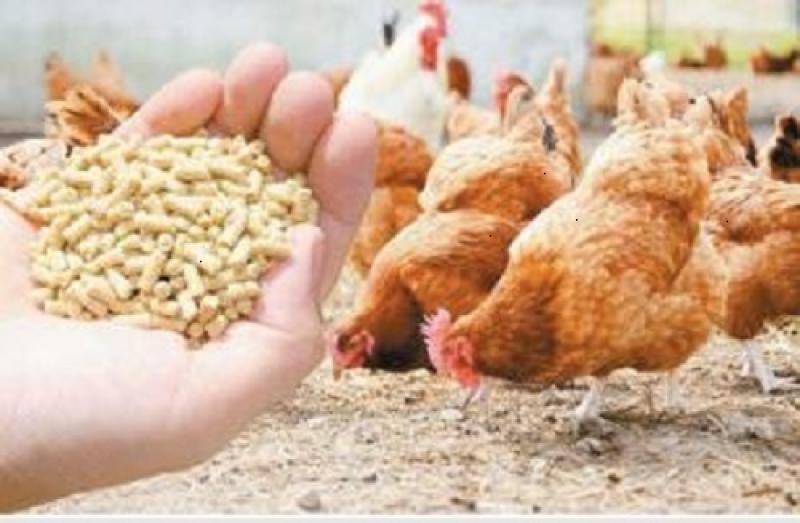  أزمة الأعلاف في مصر