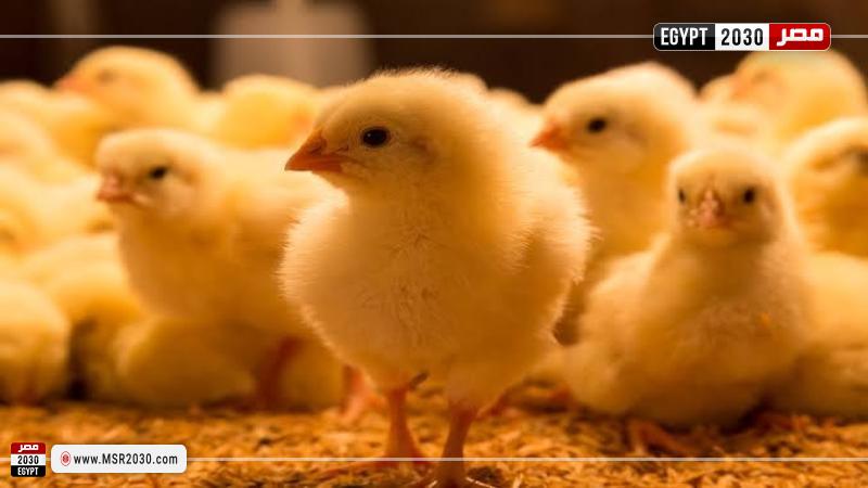 أسعار الكتاكيت اليوم