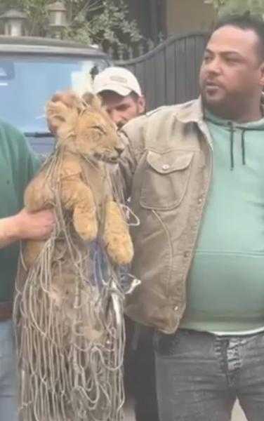 العثور على أسد مجهول يتجول بأحد الفيلل بالتجمع الأول والبحث عن صاحبه|صور