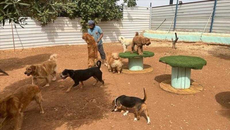 سرقة مليون جنيه و30 ألف دولار من فندق لتربية الكلاب في الجيزة