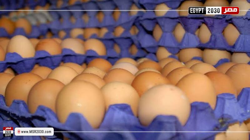 أسعار البيض اليوم