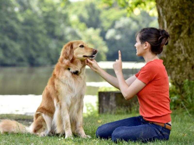 نصائح هامة لتدريب الكلاب
