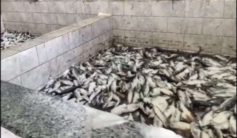  ضبط 186 طن رنجة فاسدة داخل مصنعين  بالغربية