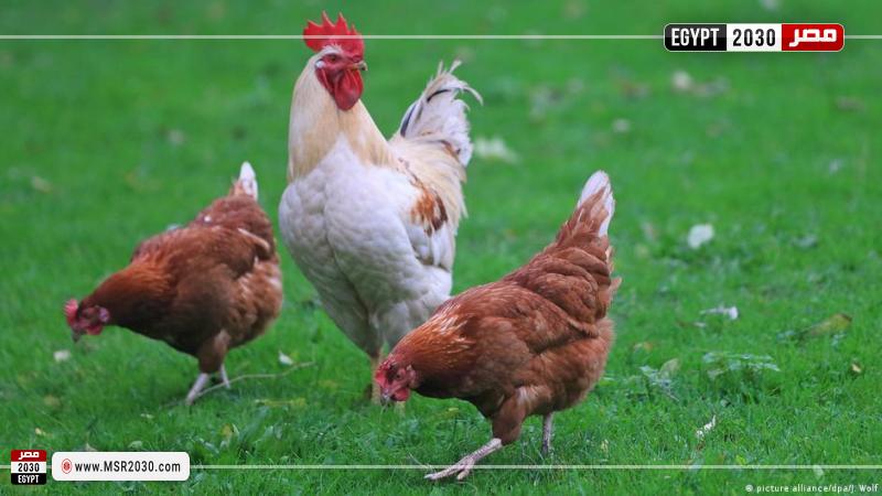 اسعار الدواجن اليوم للمستهلك