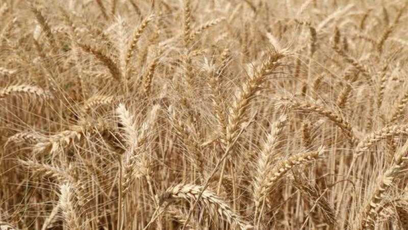 مركز المناخ يحذر المزارعين من رياح الخماسين: يمكن ري القمح بعد 8 مساء