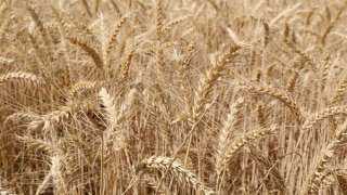 مركز المناخ يحذر المزارعين من رياح الخماسين: يمكن ري القمح بعد 8 مساء
