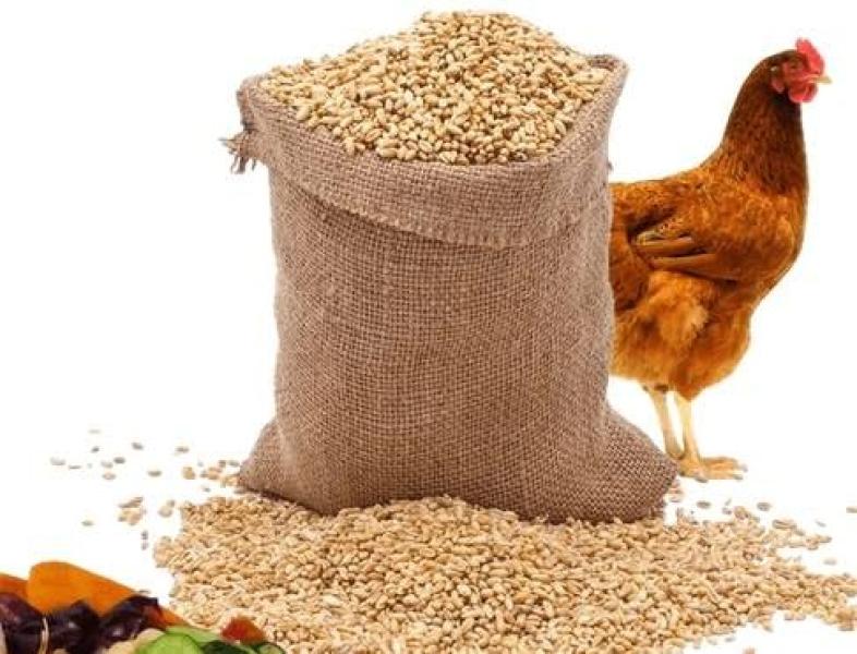 سعر شيكارة العلف اليوم الإثنين عند التاجر.. مين هيخزن