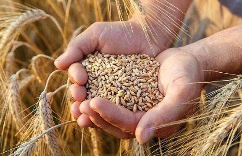 التموين: قنا تستهدف توريد 227 ألف طن قمح خلال موسم 2025