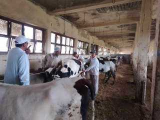 بيطري البحيرة: تحصين 72427 رأس ماشية ضد مرضي الحمى القلاعية وحمى الوادى المتصدع