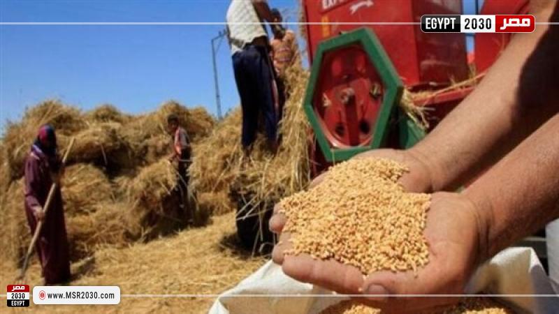 توريد القمح