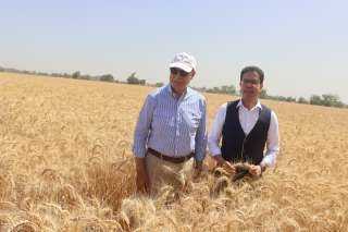 محافظ القليوبية ورئيس جامعة بنها يفتتحان موسم حصاد القمح