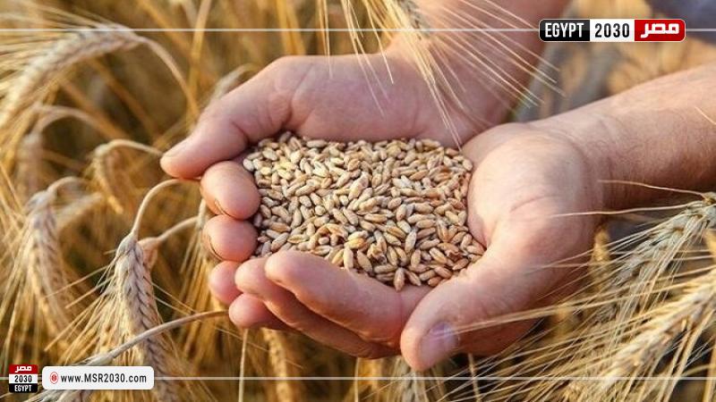 سعر طن القمح اليوم