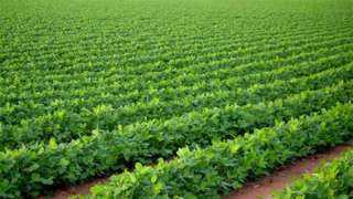 الزراعة: إضافة مليون فدان للرقعة الزراعية في أقل من 10 سنوات