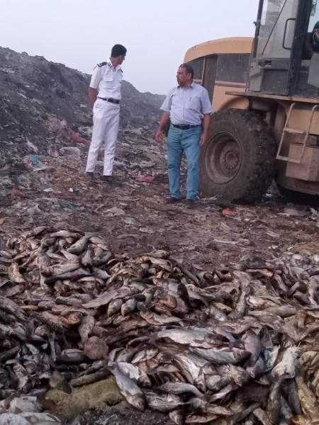 محافظ كفرالشيخ: إعدام 6 أطنان أسماك سنفر غير صالحة للاستهلاك الآدمى بفوة