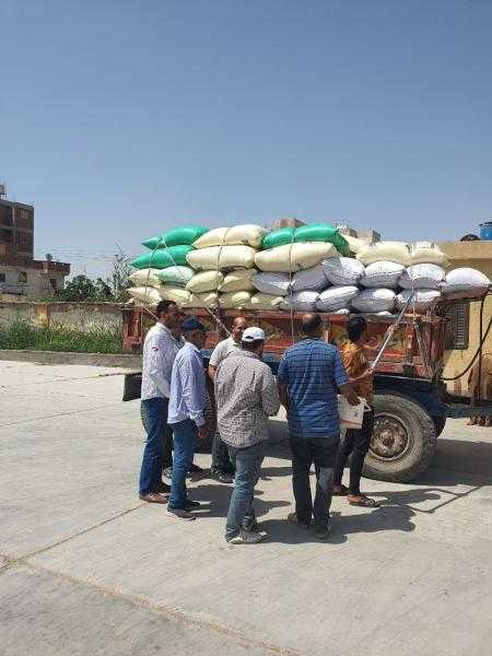 ارتفاع معدلات توريد القمح المحلى بالبحيرة إلى 193 ألف طن داخل 37 مركز تجميع