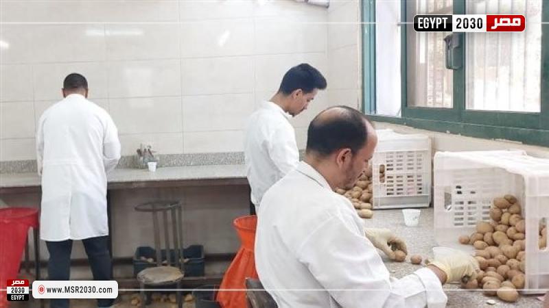 فحص بطاطس المائدة المعدة للتصدير