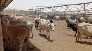 مصر تتعاقد علي 20 ألف رأس ماشية لضخها  بالمجمعات الاستهلاكية