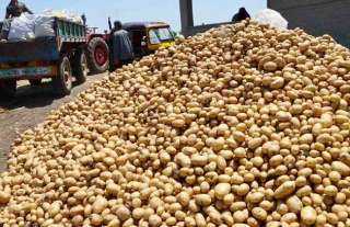 الزراعة: صادرات مصر من البطاطس تحقق رقما قياسيا خلال الموسم التصديري الحالي