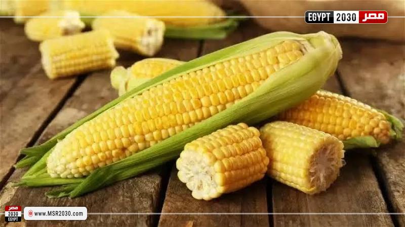 أسعار الذرة الصفراء اليوم