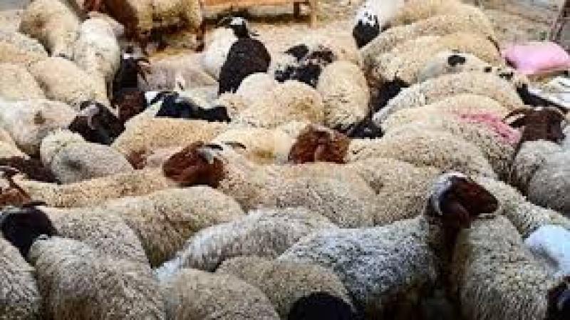 قبل عيد الأضحى.. أسعار الخرفان في شوادر وزارة التموين