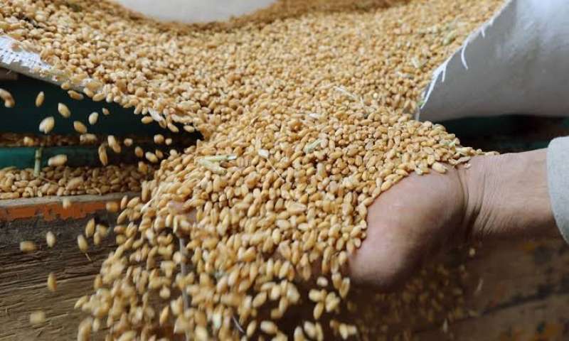 بناء مركز للحبوب الروسية في مصر 