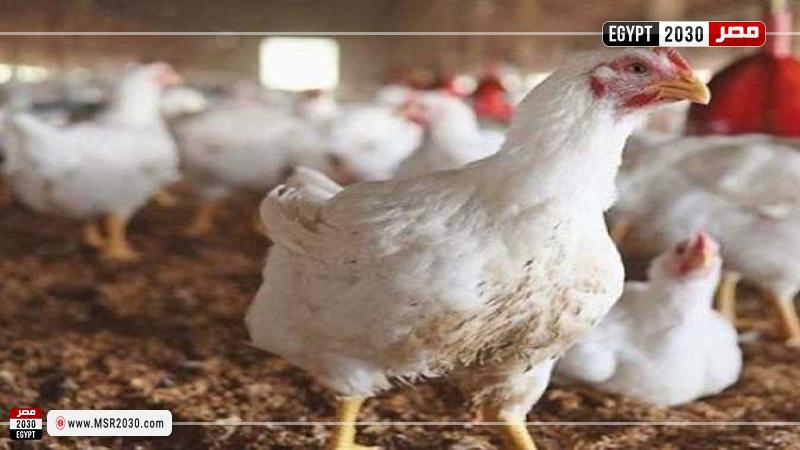 أسعار الدواجن اليوم