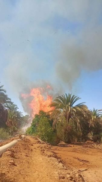 حريق زراعات نخيل 