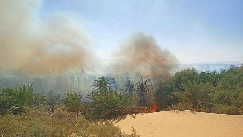 حريق زراعات الوادى الجديد