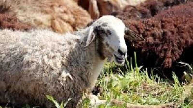 «بيت الزكاة والصدقات» يوقع بروتوكولي تعاون لتوصيل لحوم الأضاحي إلى الفلسطينيين