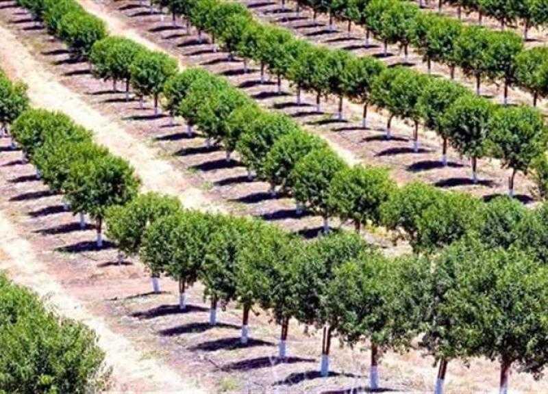 في الذكرى الـ 11 لثورة 30 يونيو.. تعرف على أبرز الإنجازات بمجال الزراعة.. «فيديو»
