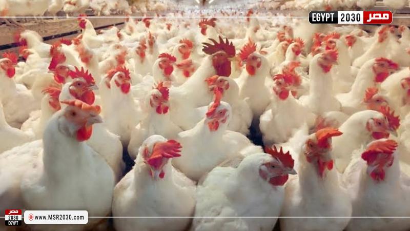 أسعار الدواجن اليوم