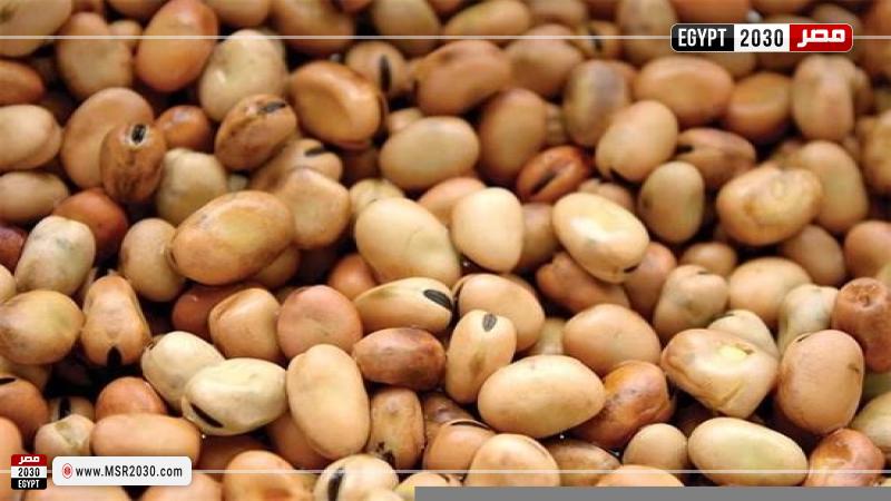 سعر الفول اليوم