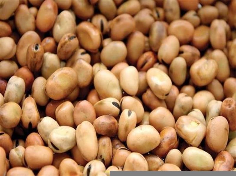 سعر الفول اليوم