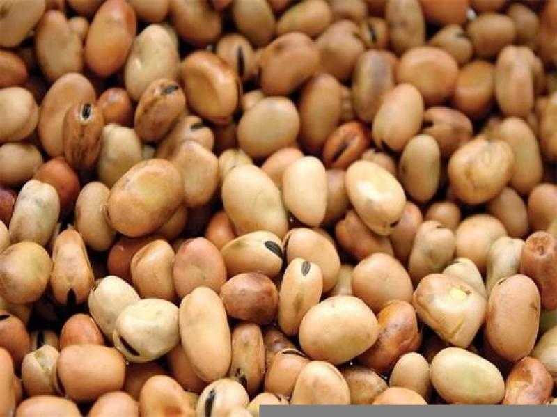 سعر الفول اليوم الأحد عند التاجر.. العريض النهاردة بكام