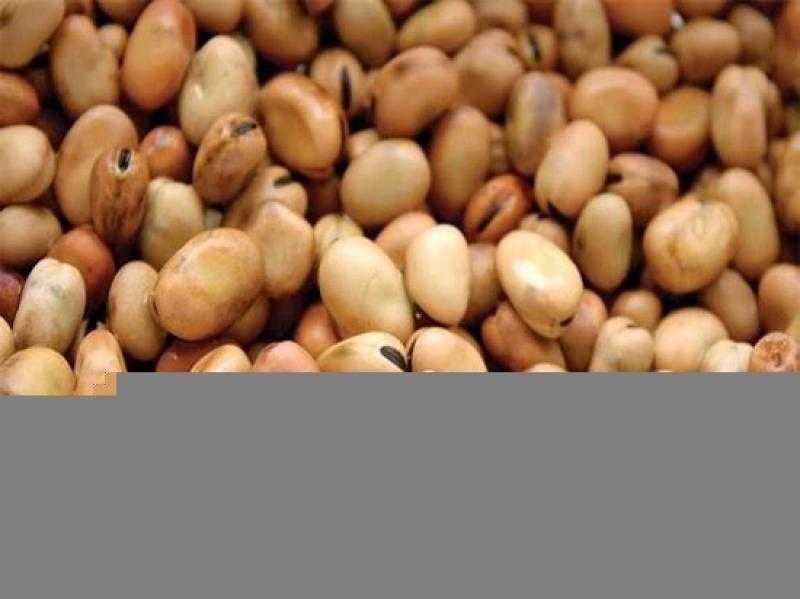 سعر الفول اليوم الثلاثاء عند التاجر.. العريض النهاردة بكام